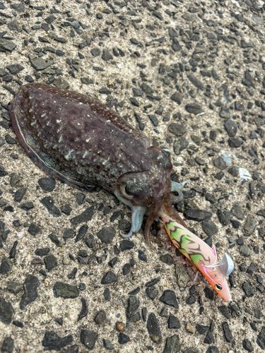コウイカの釣果