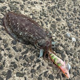 コウイカ
