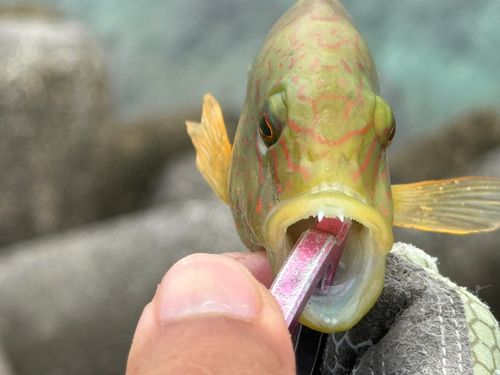 ミツバモチノウオの釣果