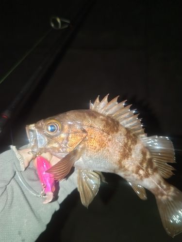 メバルの釣果