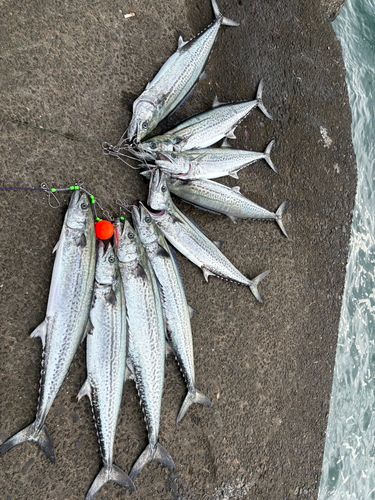 サワラの釣果