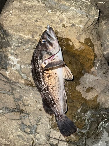 クロソイの釣果