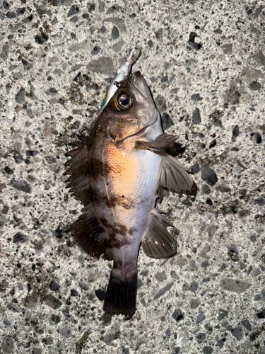 メバルの釣果