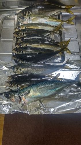 アジの釣果