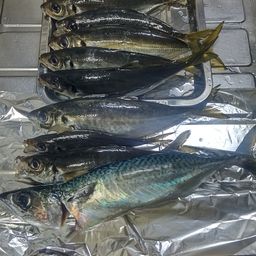 アジ