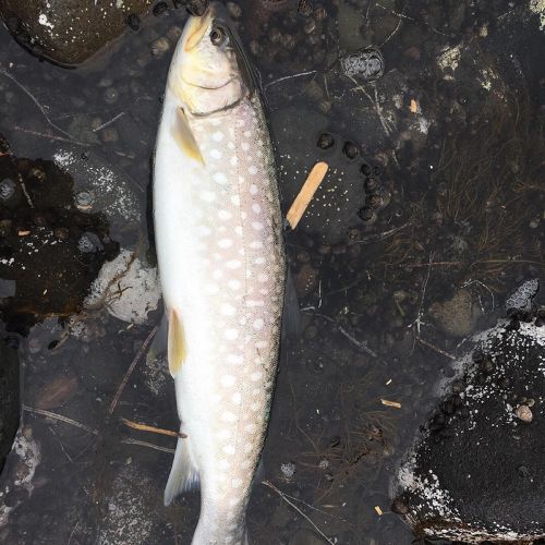 アメマスの釣果