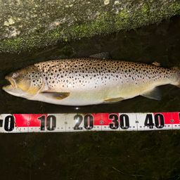 ブラウントラウト