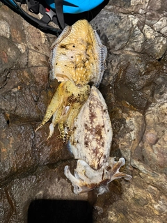 コブシメの釣果