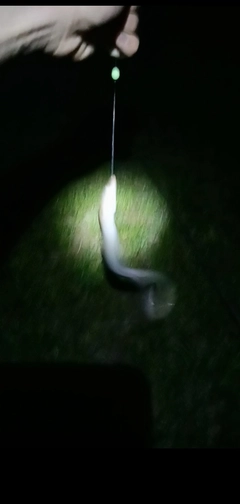 ニホンウナギの釣果