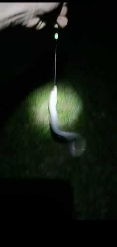 ニホンウナギの釣果