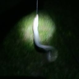 ニホンウナギ