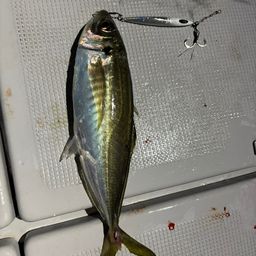 アジ