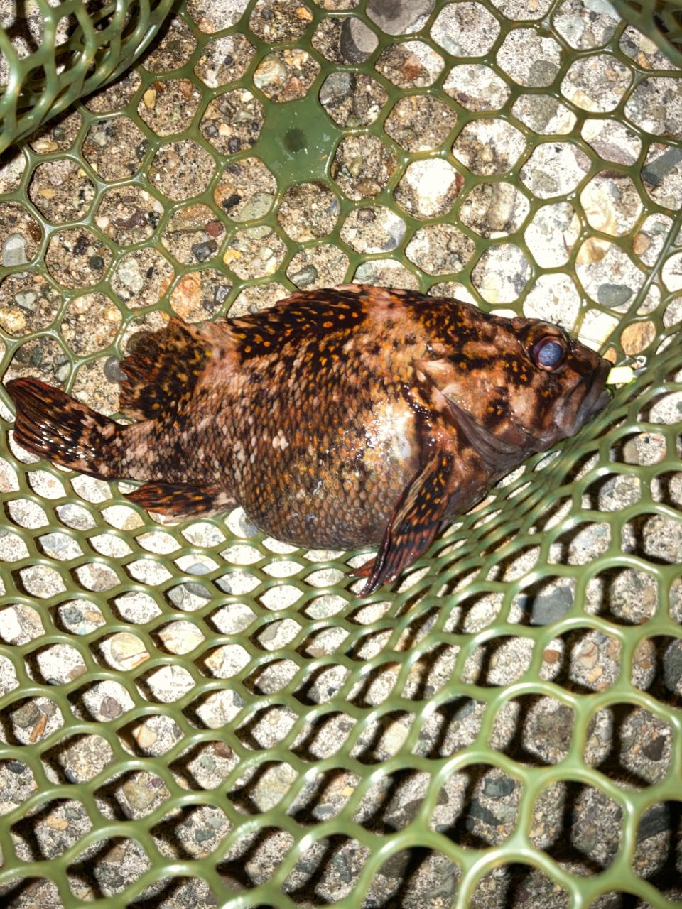 オウゴンムラソイ