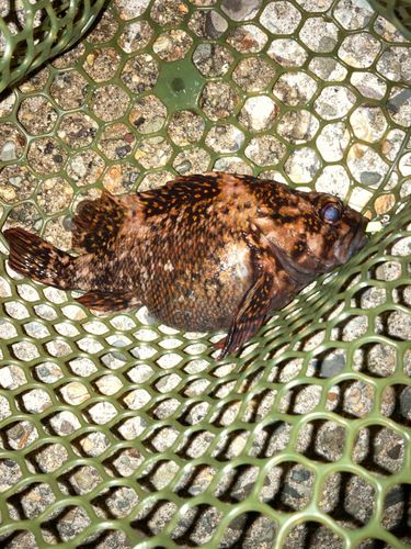 オウゴンムラソイの釣果