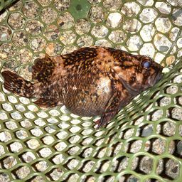 オウゴンムラソイ