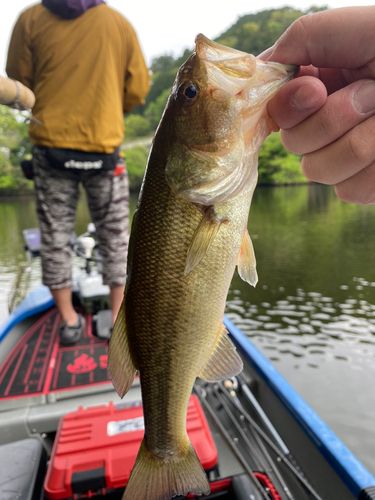 ラージマウスバスの釣果
