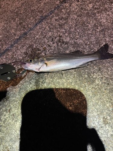 セイゴ（ヒラスズキ）の釣果