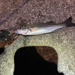 セイゴ（ヒラスズキ）