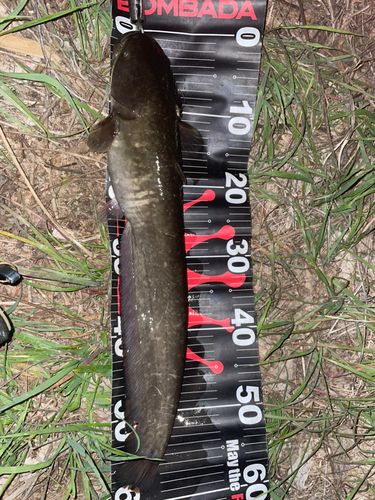 マナマズの釣果