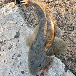 マゴチ