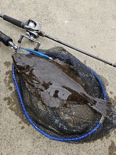 ヒラメの釣果