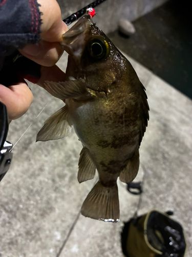 メバルの釣果