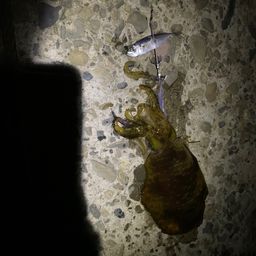 アオリイカ