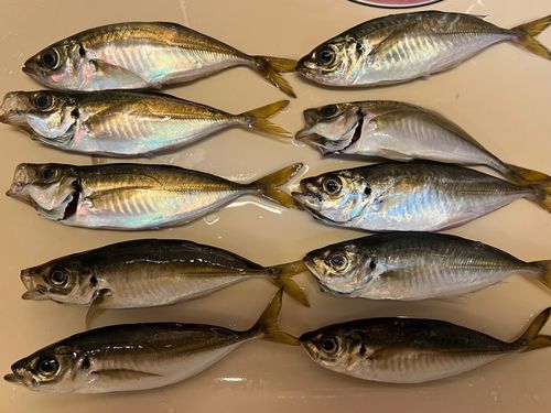 アジの釣果