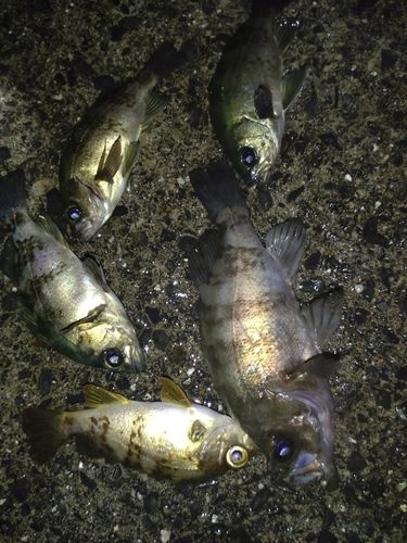 メバルの釣果