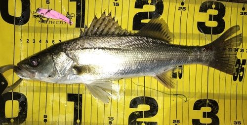 シーバスの釣果
