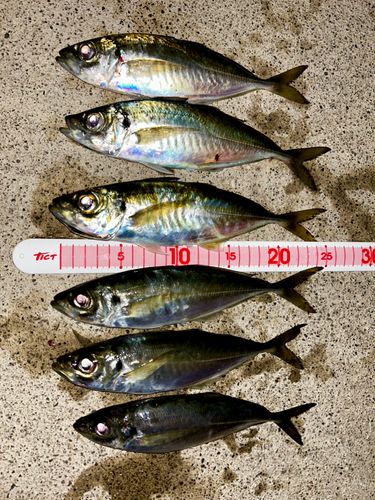 アジの釣果