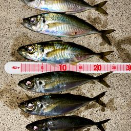 アジ