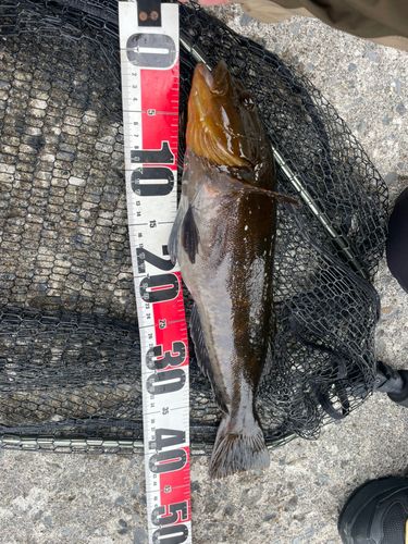 アイナメの釣果