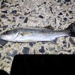 セイゴ（ヒラスズキ）