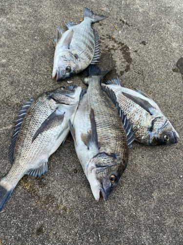 チヌの釣果