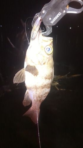 メバル