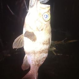 メバル