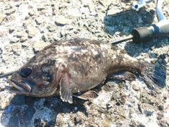 クロソイの釣果