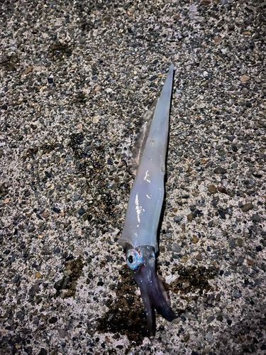 ヤリイカの釣果