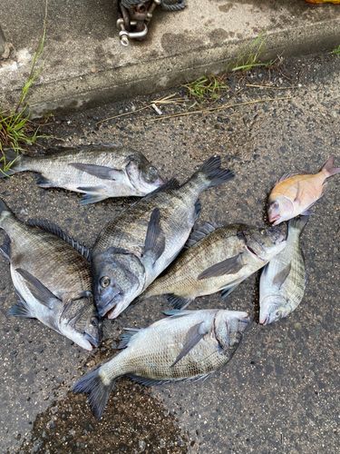 チヌの釣果