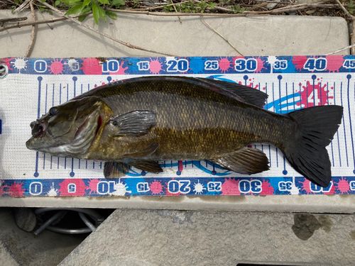 スモールマウスバスの釣果