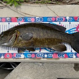 スモールマウスバス