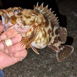 ガシラ