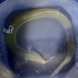 ウナギ