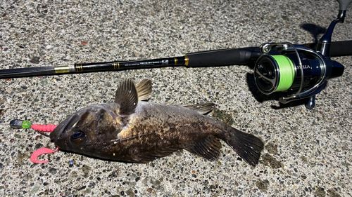 クロソイの釣果