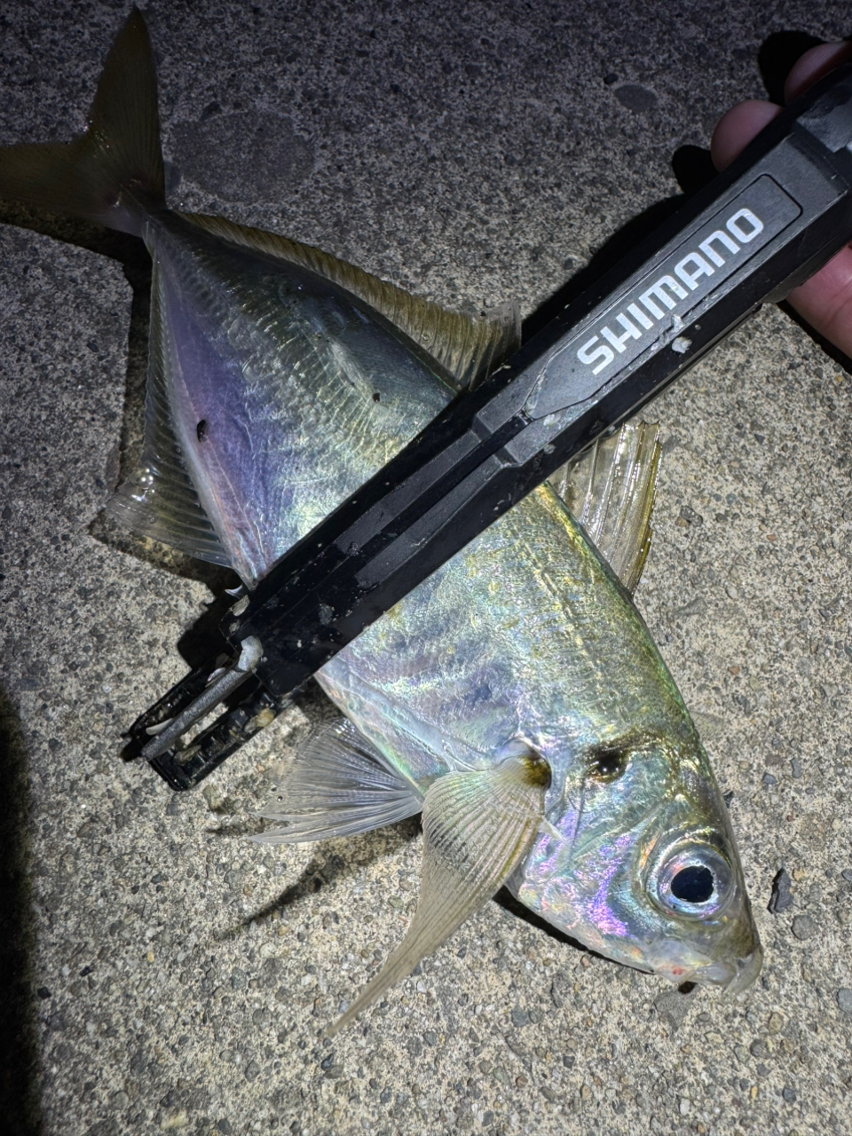 MajorCraft 鯵道 5G AD5-S582L/AJIの最安値・インプレ・釣果 MajorCraft 鯵道 5G AD5-S582L/AJIの最安値・インプレ・釣果