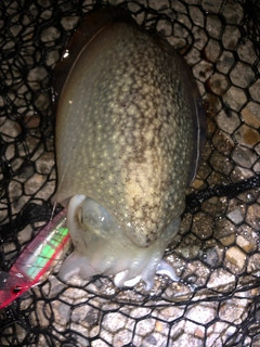 コウイカの釣果