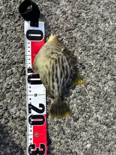 カワハギの釣果