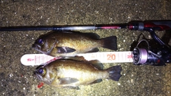 メバルの釣果