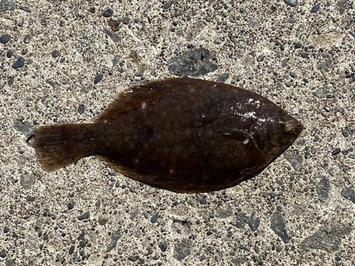 イシガレイの釣果